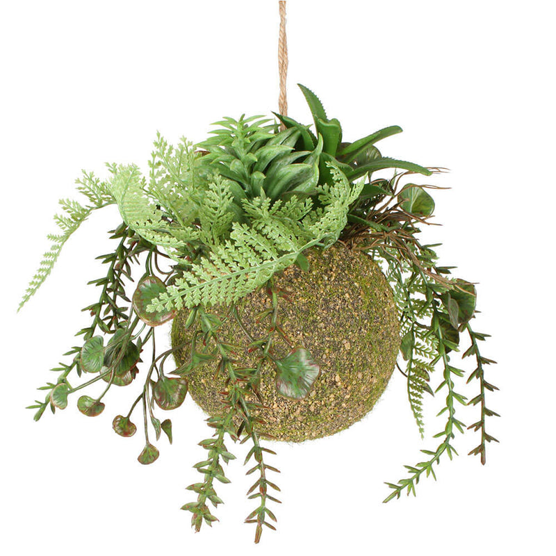 Moana Kokedama sekoitettu roikkuu