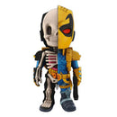 Xxray hauska anatomiahahmo