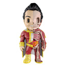 Xxray hauska anatomiahahmo